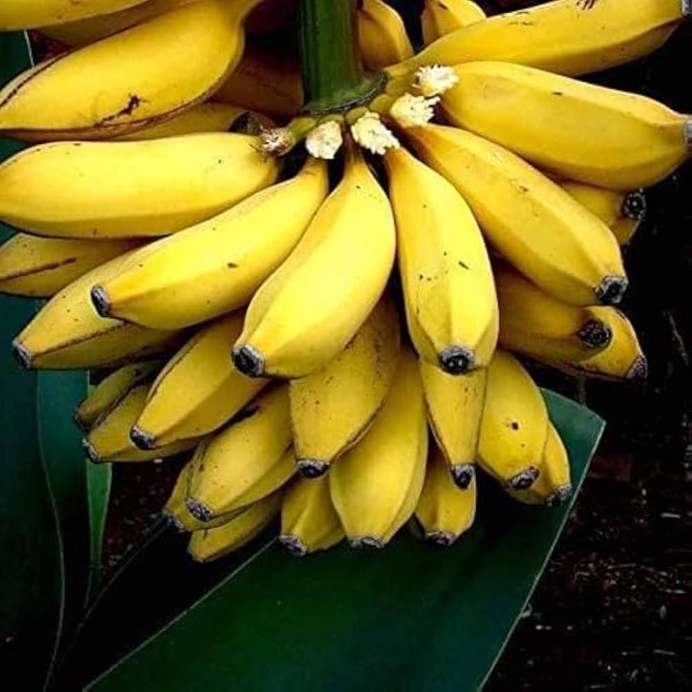 Tropical seeds banana seedlings on a heat mat during germination