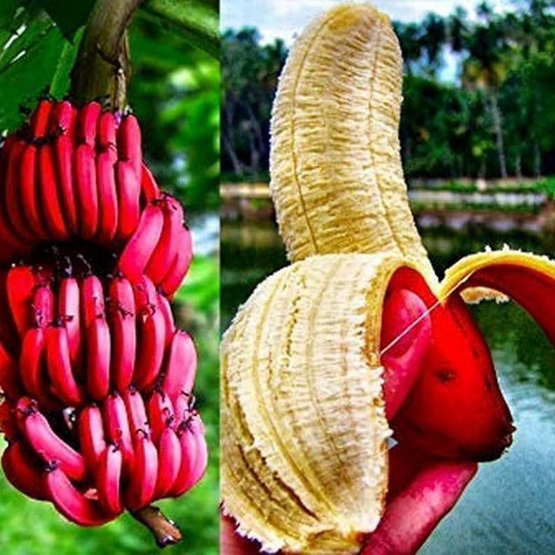 Close-up of lush perennial Dwarf Banana plant leaves