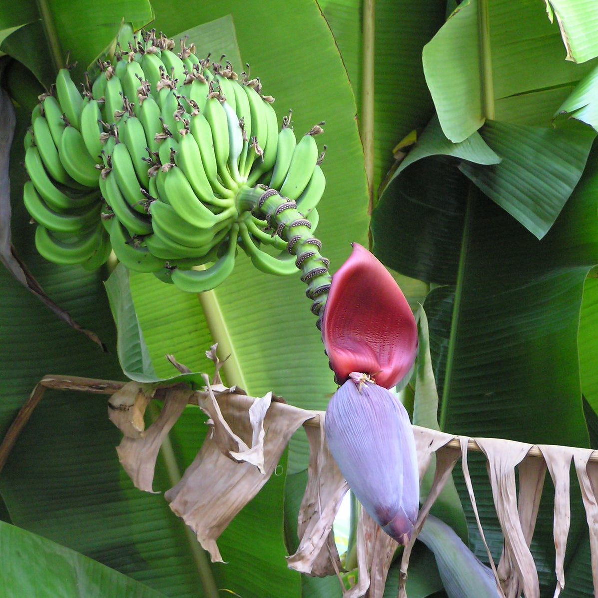 Close-up of lush perennial banana plant leaves for planting