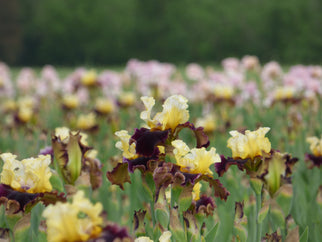 Banana Wind Tall Bearded Iris