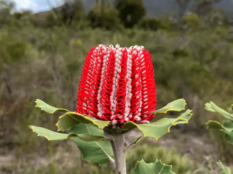 Banksia Banksia coccinea Flower Seeds for Planting – Vibrant Native Blooms