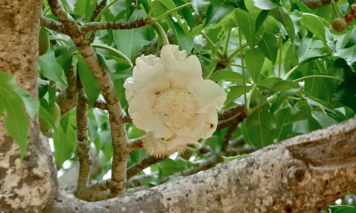 Adansonia Digitata Flower Seeds for Planting – Exotic Baobab Tree Seeds for Unique Gardens