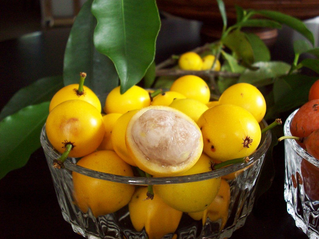 Lemon Drop Mangosteen (Garcinia intermedia)