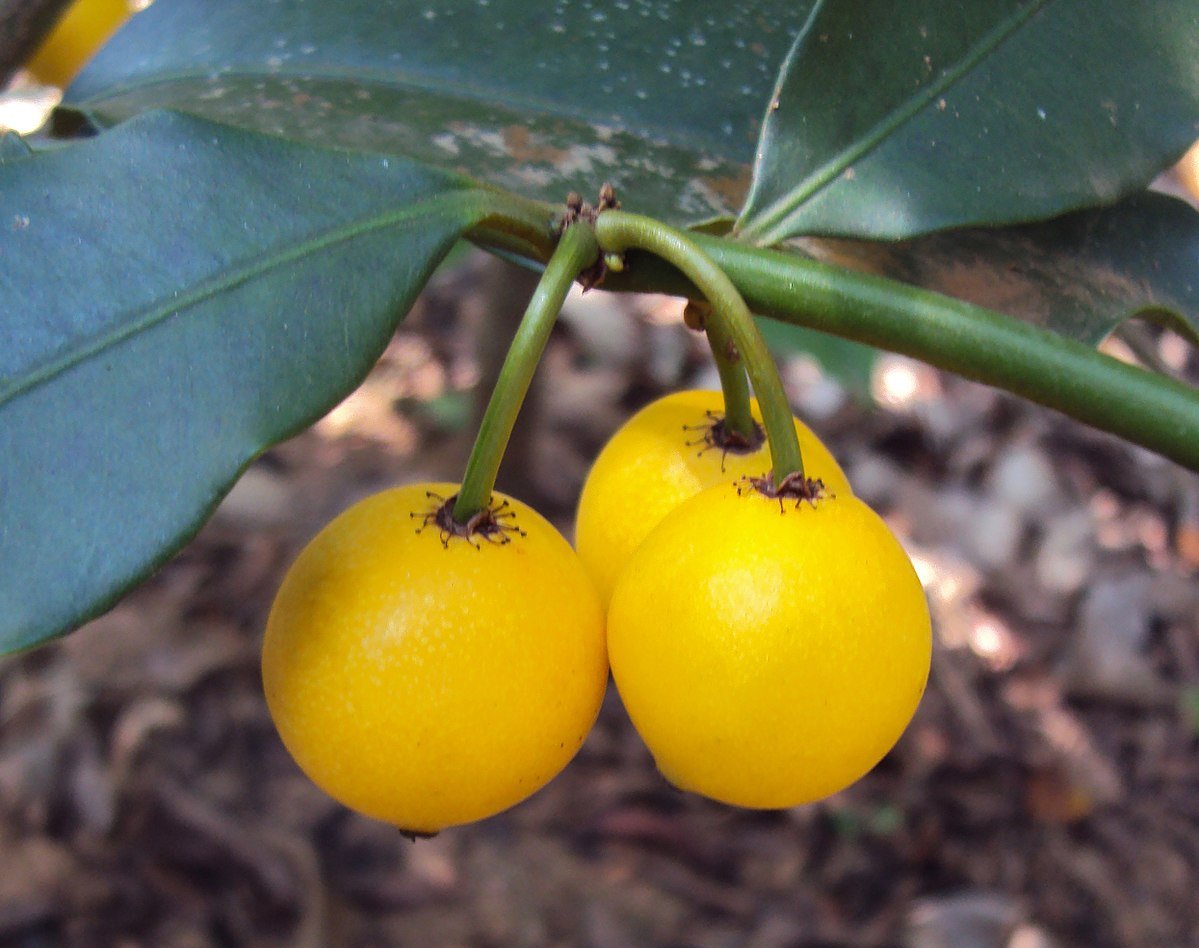 Lemon Drop Mangosteen (Garcinia intermedia)