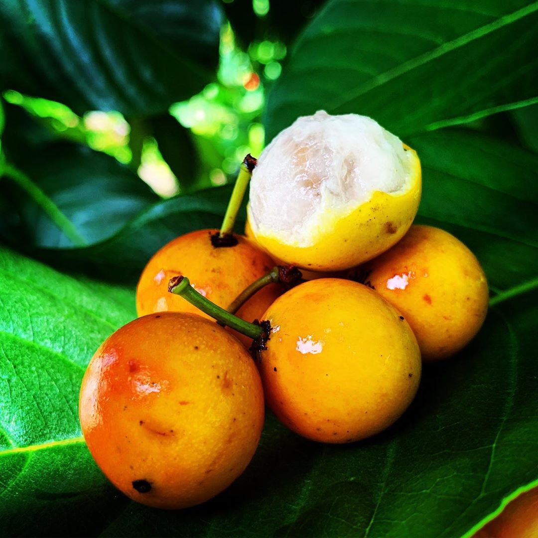 Lemon Drop Mangosteen (Garcinia intermedia)