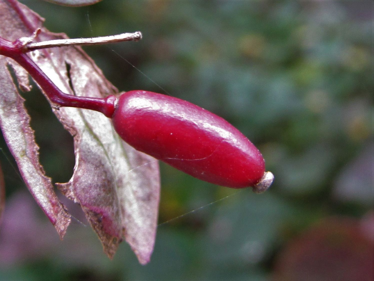 Barberry Seeds (Berberis vulgaris)