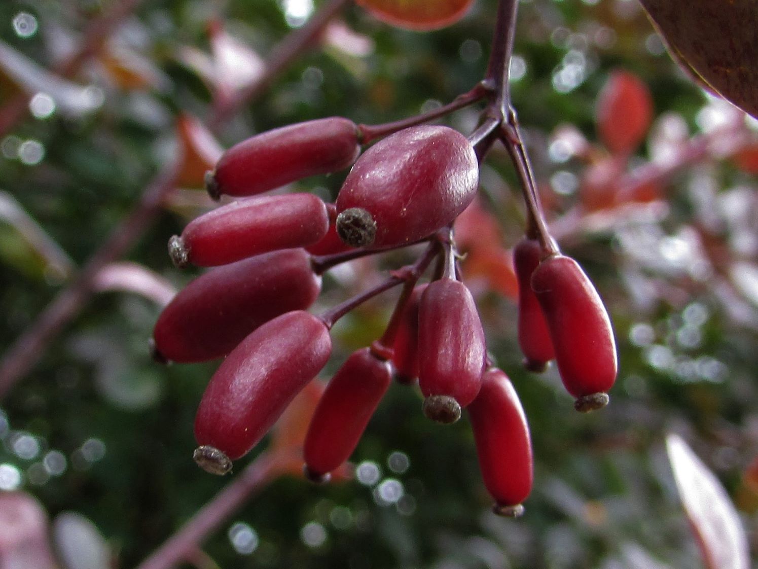 Barberry Seeds (Berberis vulgaris)