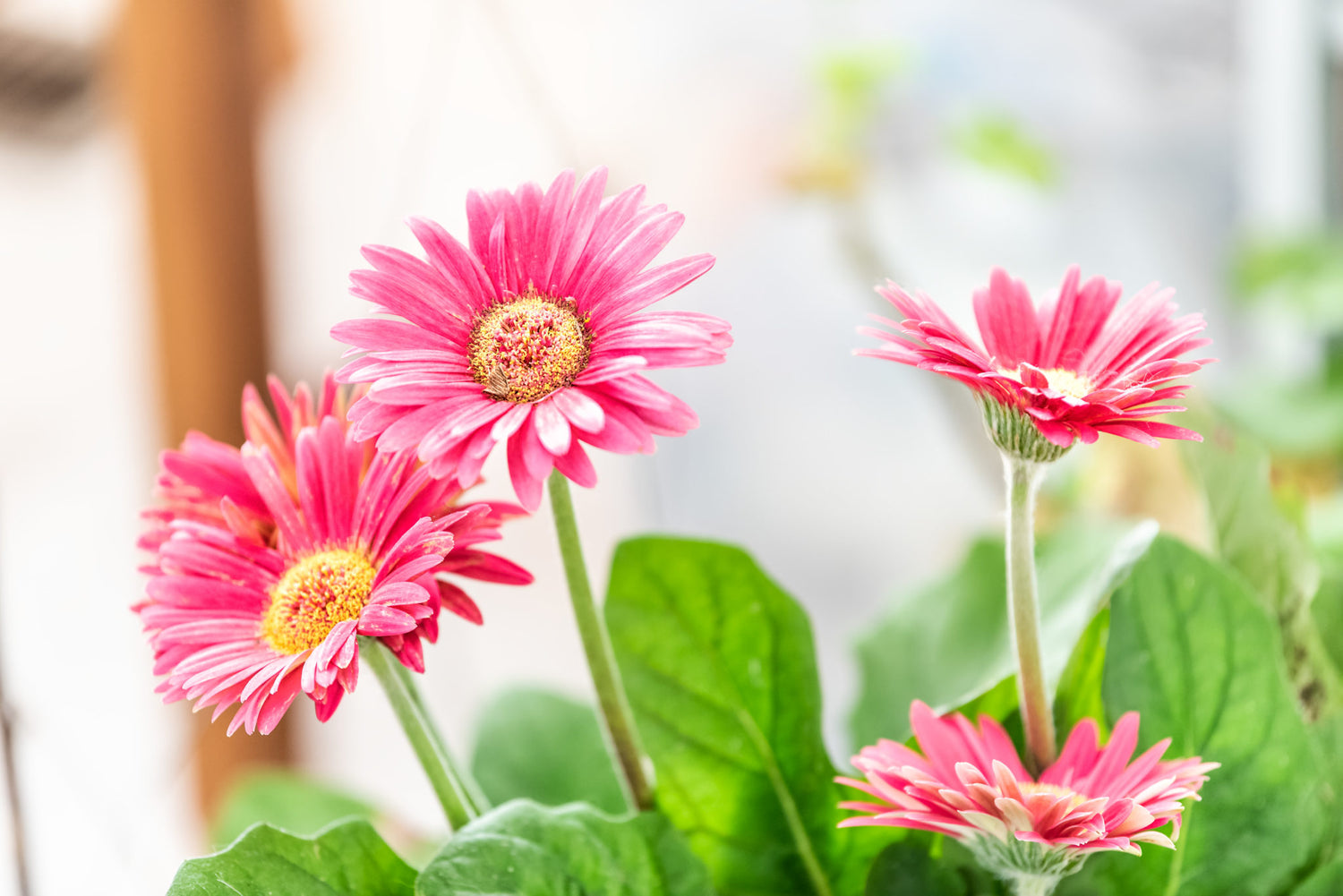 Barberton Daisy Gerbera Daisy Flowers