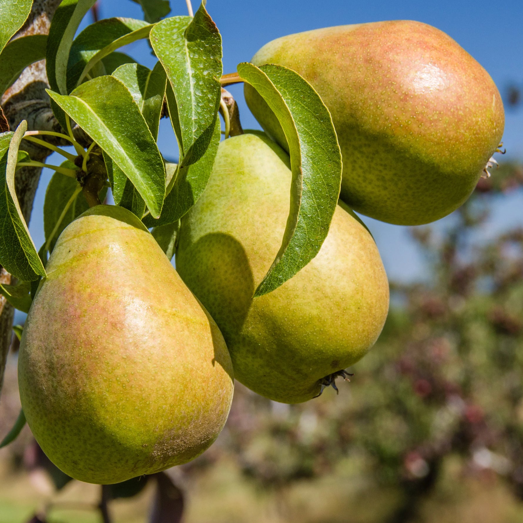 Bartlett Pear tree seeds packet Non-GMO for orchard planting