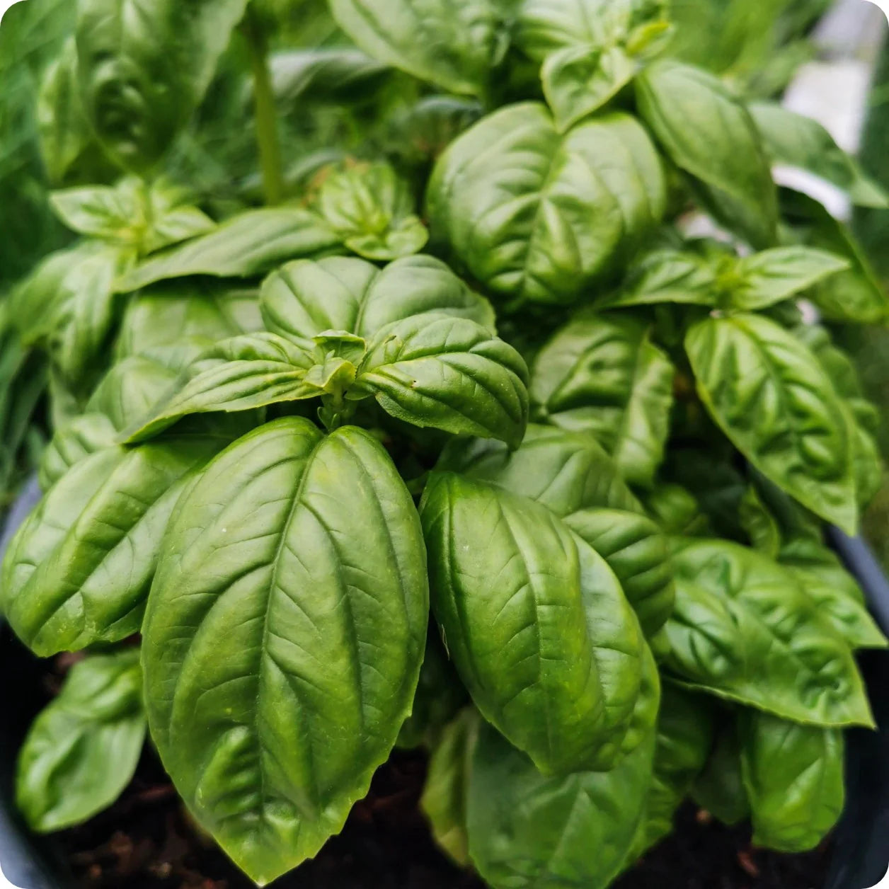 Basil Seeds (Organic) - Italian Large Leaf