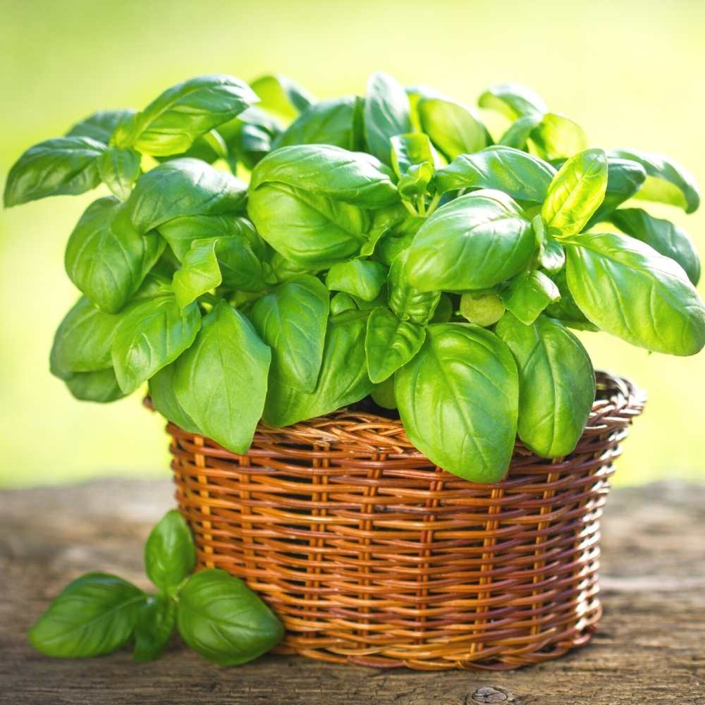 Basil Seeds (Organic) - Italian Large Leaf