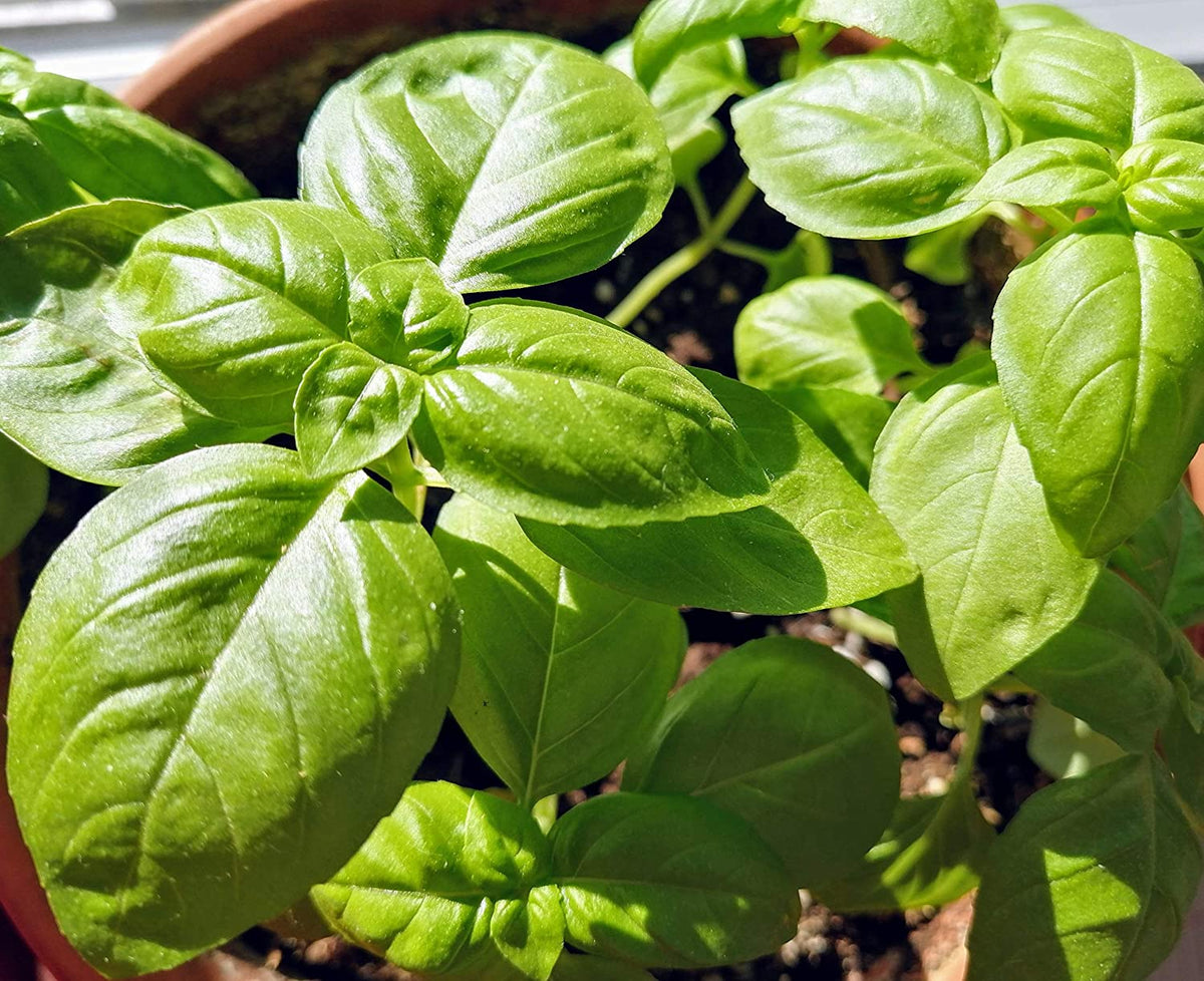 Basil seeds growing vigorously in a patio container garden