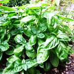Freshly harvested large leaves of Italian Basil for pesto