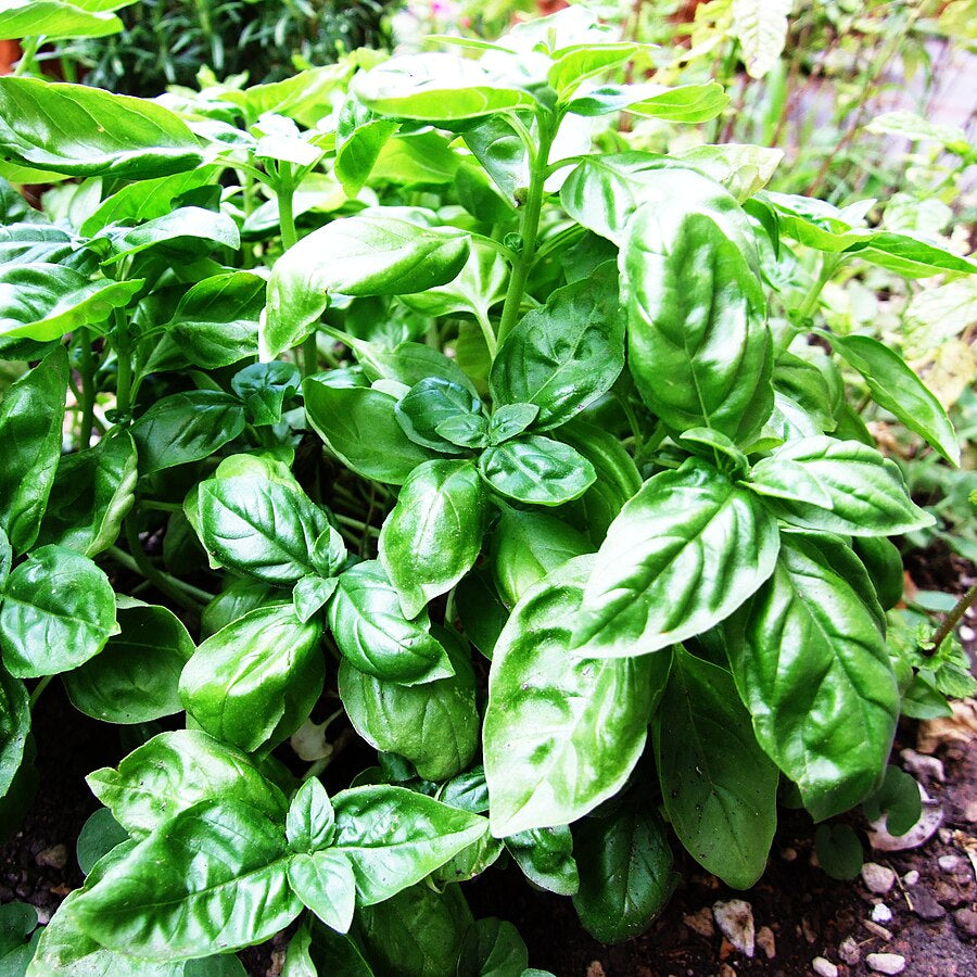 Freshly harvested large leaves of Italian Basil for pesto