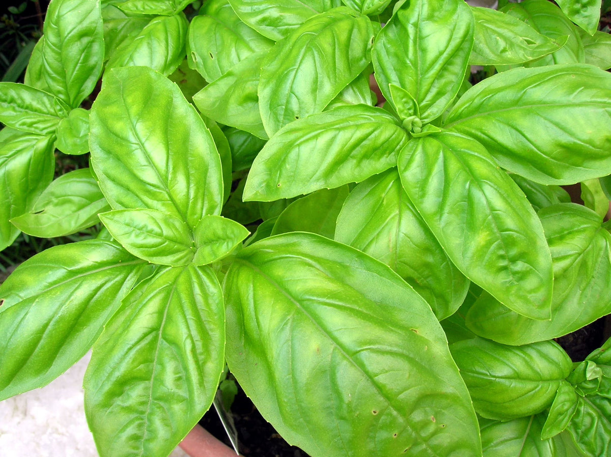 Close-up of lush Large Leaf Italian Basil plant in the garden