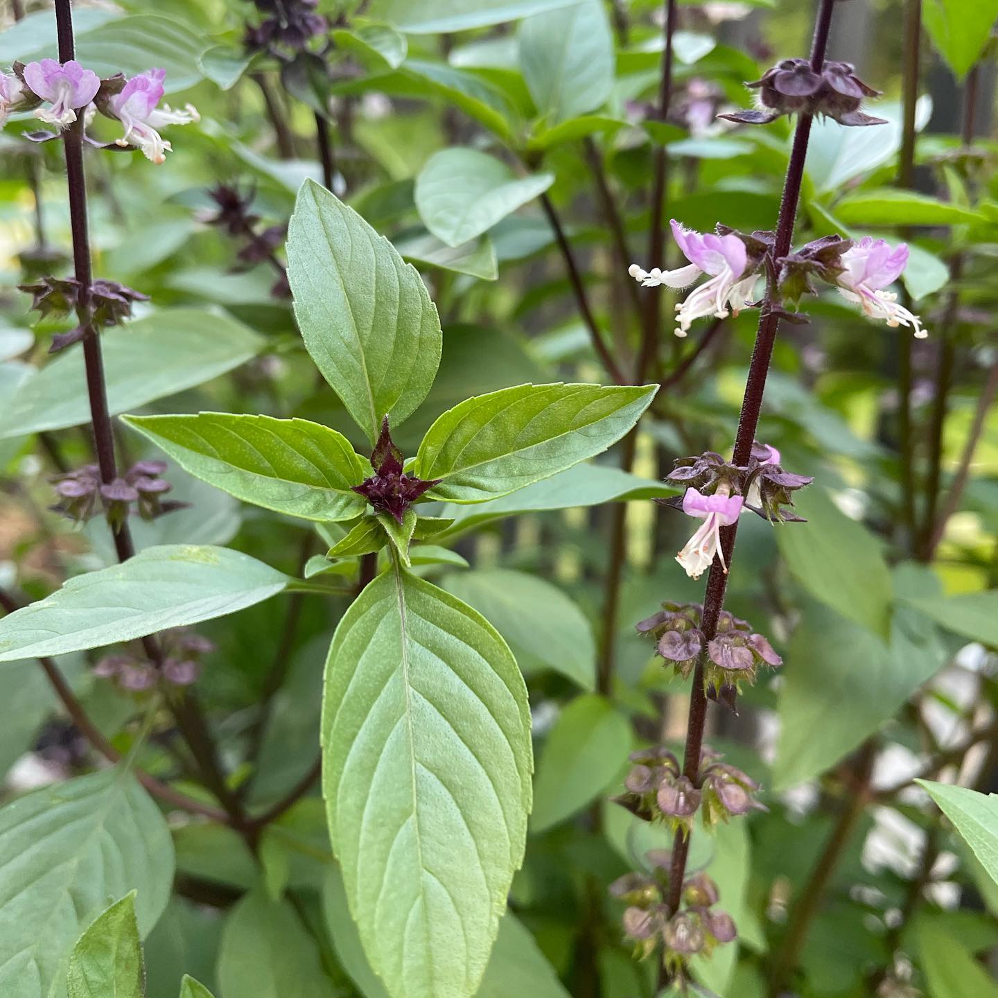 Licorice Basil Seeds packet - Anise Basil seeds for aromatic herb garden.