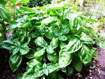 Basil seeds_seedlings_planting_guide_indoors_herb