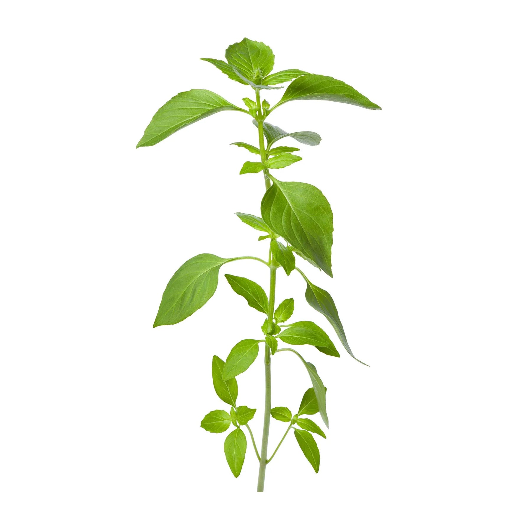 Close-up of small Basil seeds ready for planting. Seed starting guide for kitchen herbs. High germination rate.