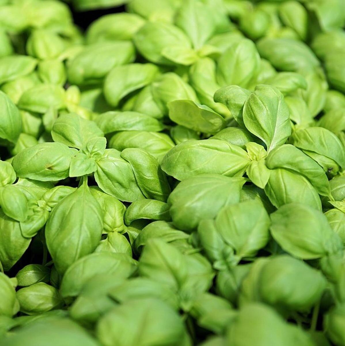 Sweet Genovese Basil seeds_packet_classic culinary herb