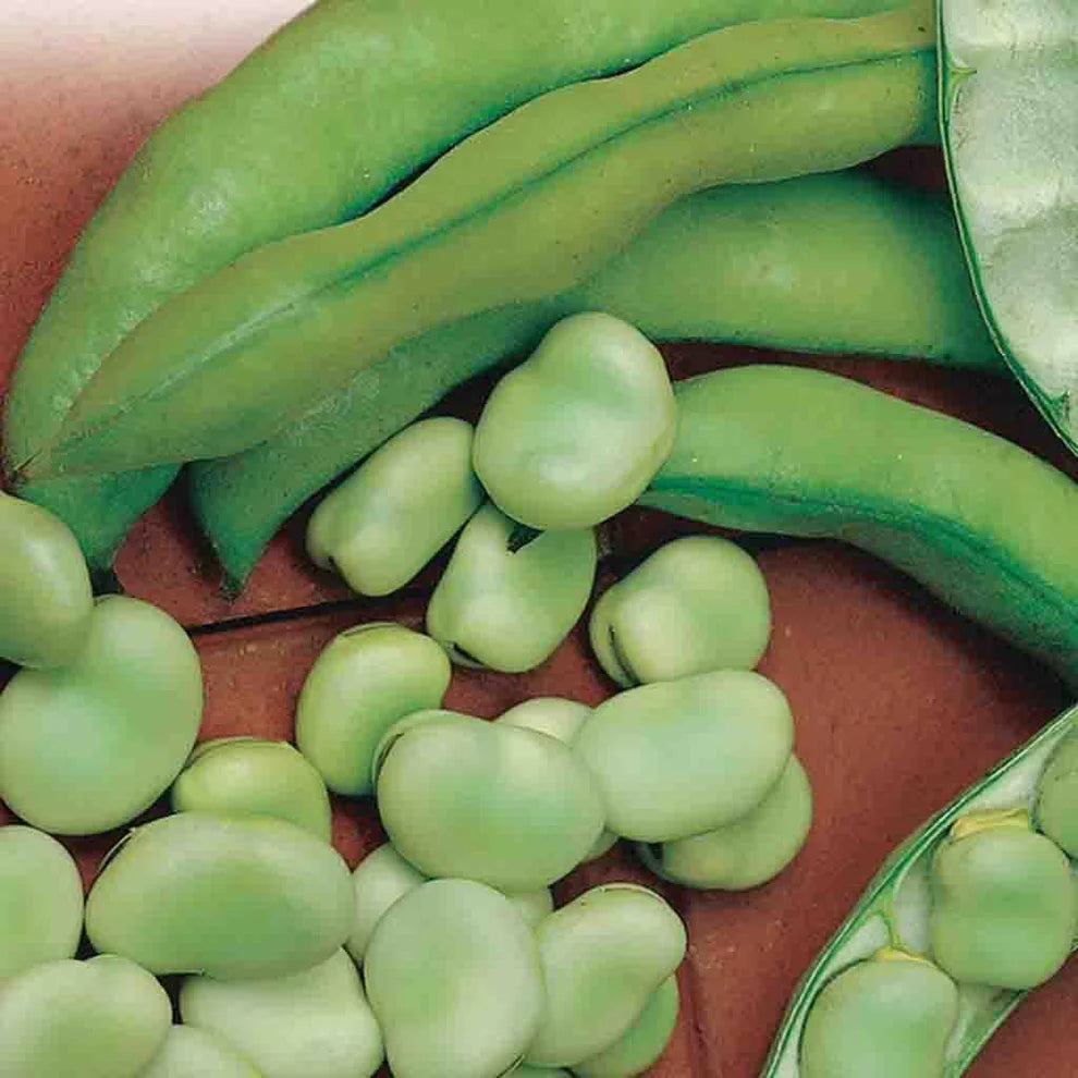 Bean Seeds (Fava) - Broad Windsor