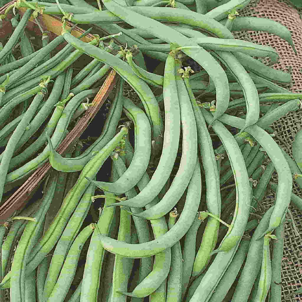 Bean Seeds (Bush) - Tendergreen