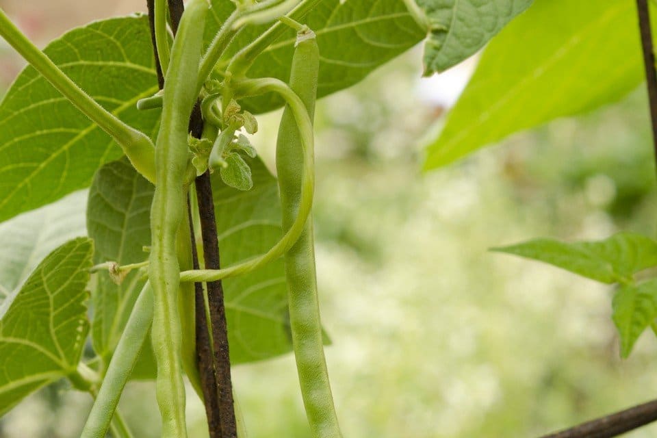 Kentucky Wonder Pole Bean Seeds – Heirloom, Easy to Grow, Non-GMO for Garden & Container Planting