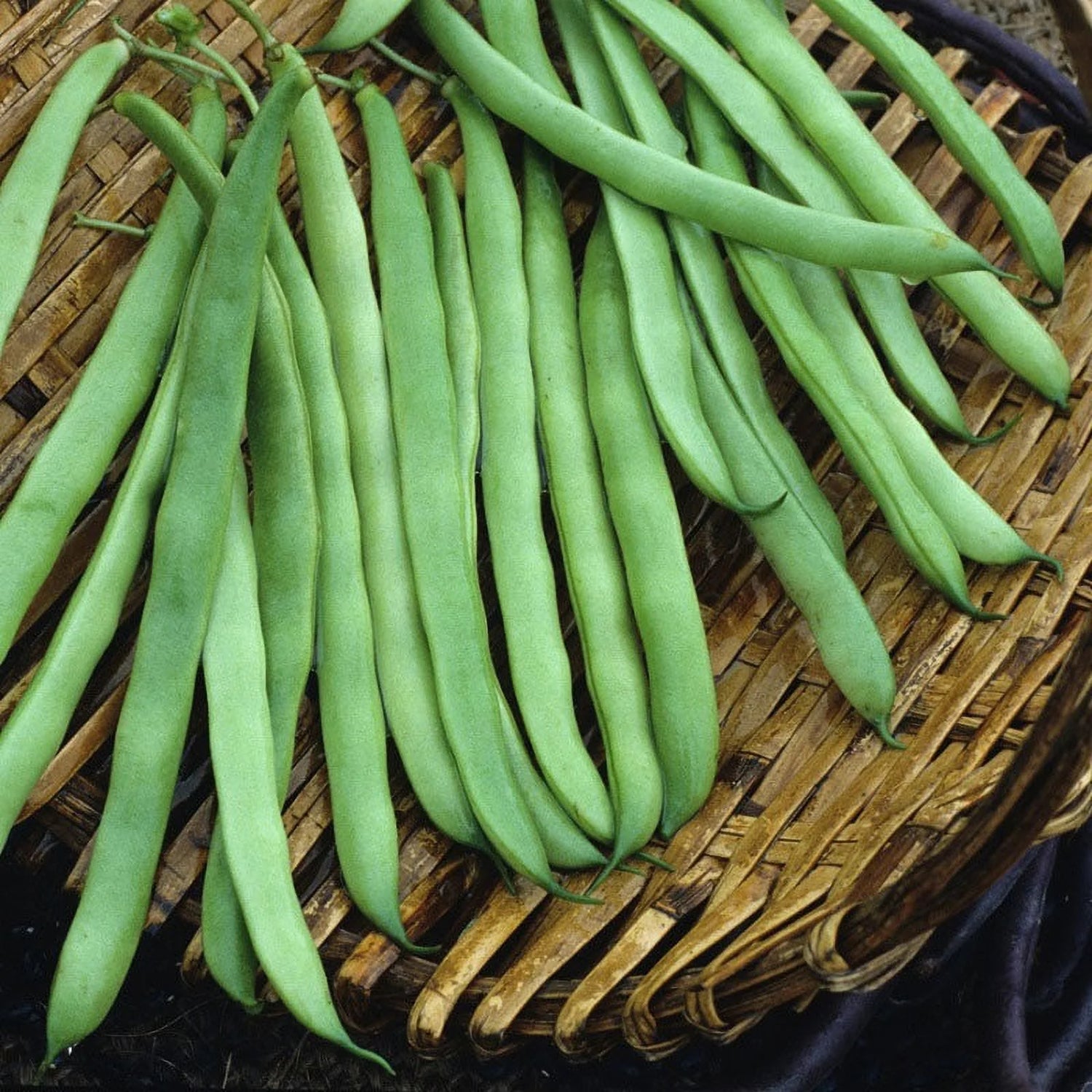 Bean Seeds (Pole) - Kentucky Wonder Brown