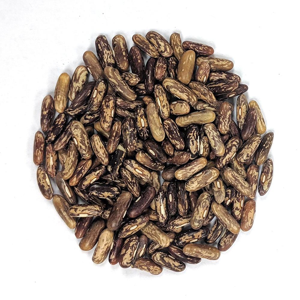 Maxibel Bush Bean Seeds | Extra-Fine Long French Haricot Vert Beans – Heirloom, Non-GMO, High Germination Organic Garden Seeds