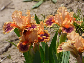 Bear's Ears Dwarf Iris