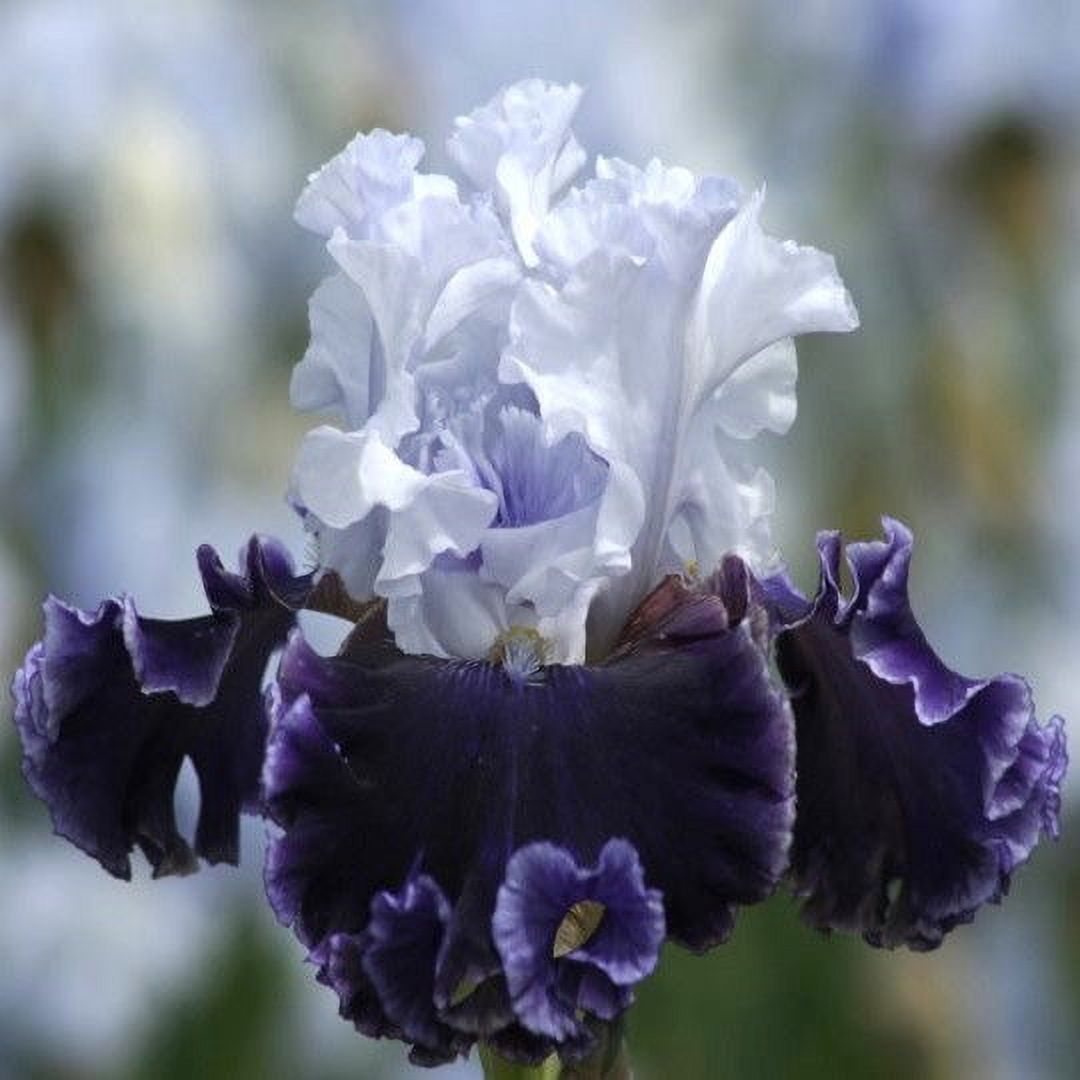 Bearded Iris - Feel The Thunder