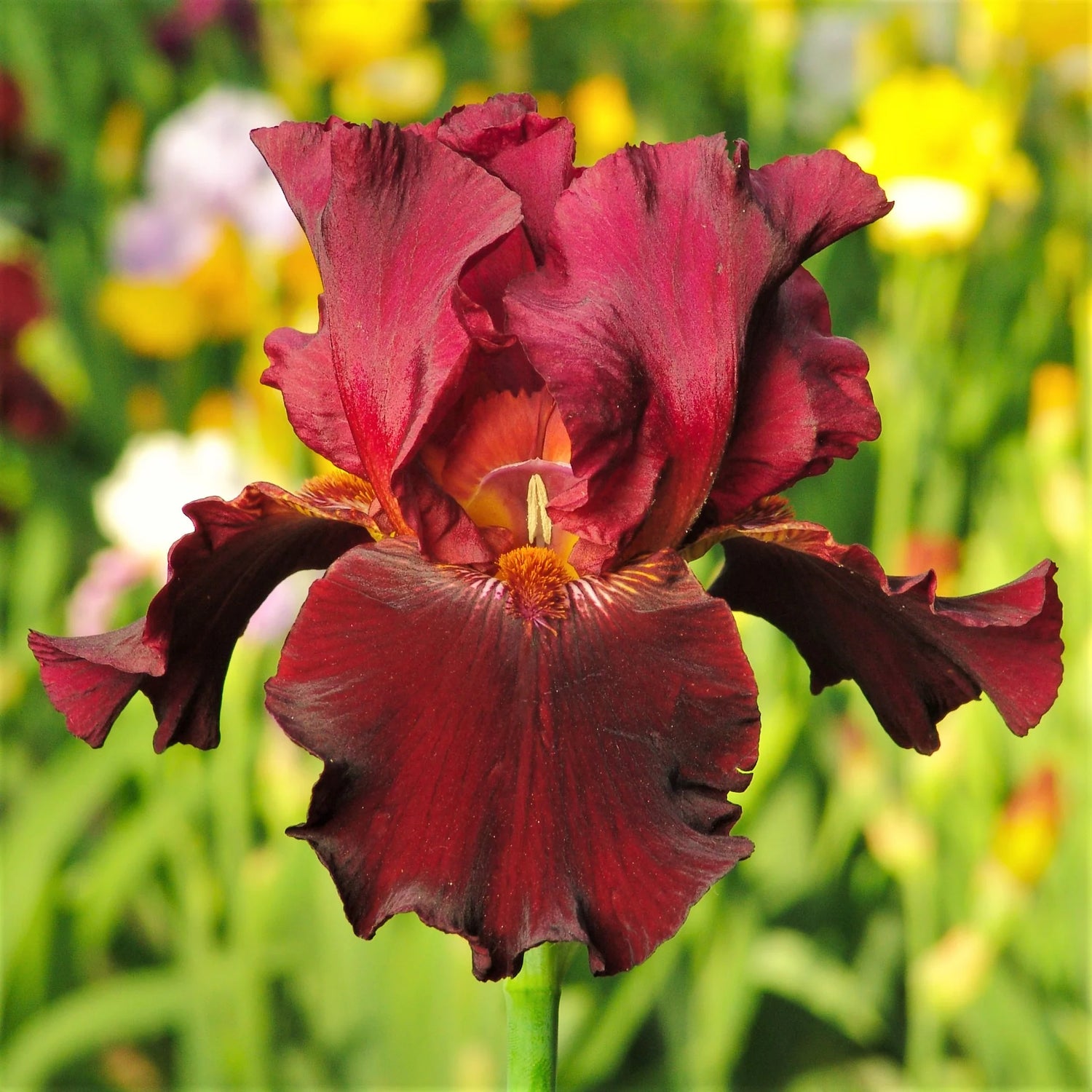 Re-Blooming Bearded Iris - Bernice's Legacy