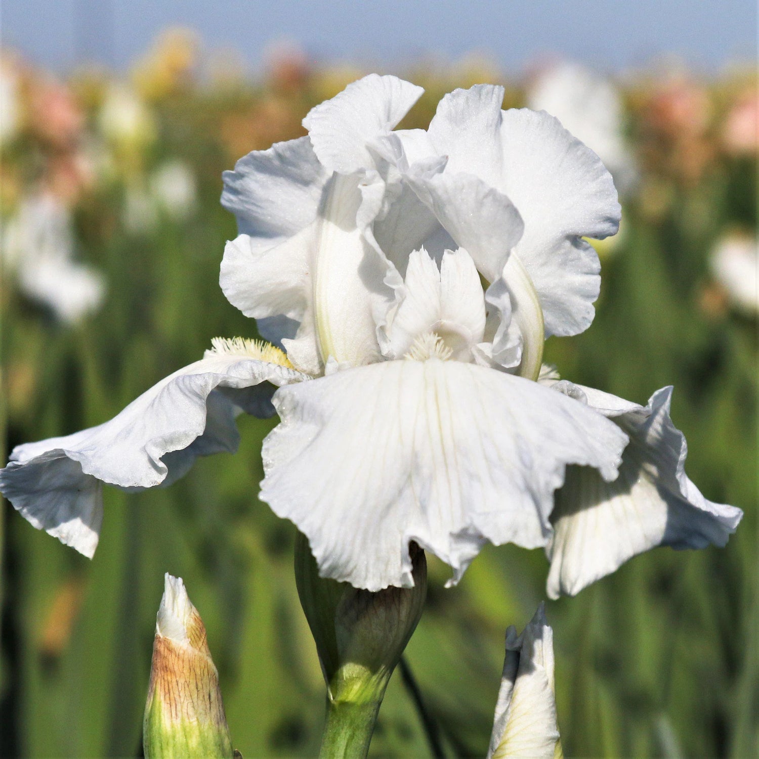 Re-Blooming Bearded Iris - Immortality