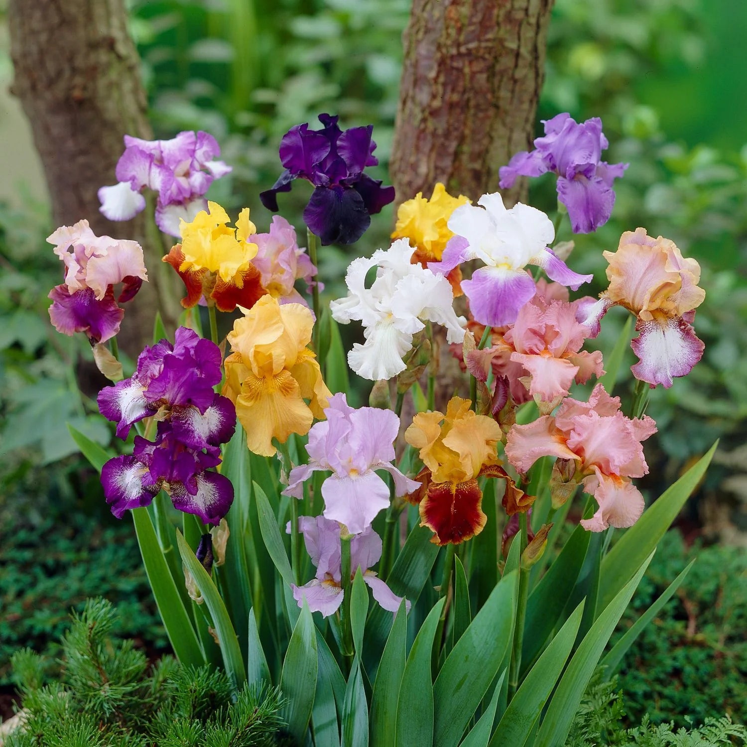 Re-Blooming Bearded Iris - Mix