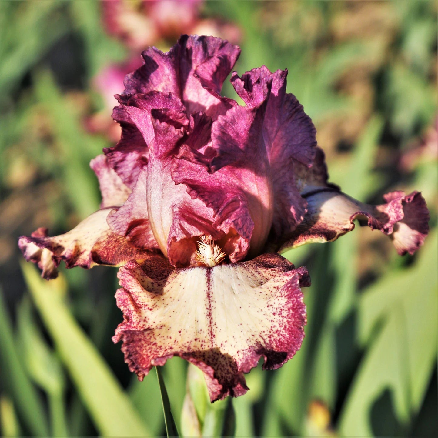 Re-Blooming Bearded Iris - Rock Star