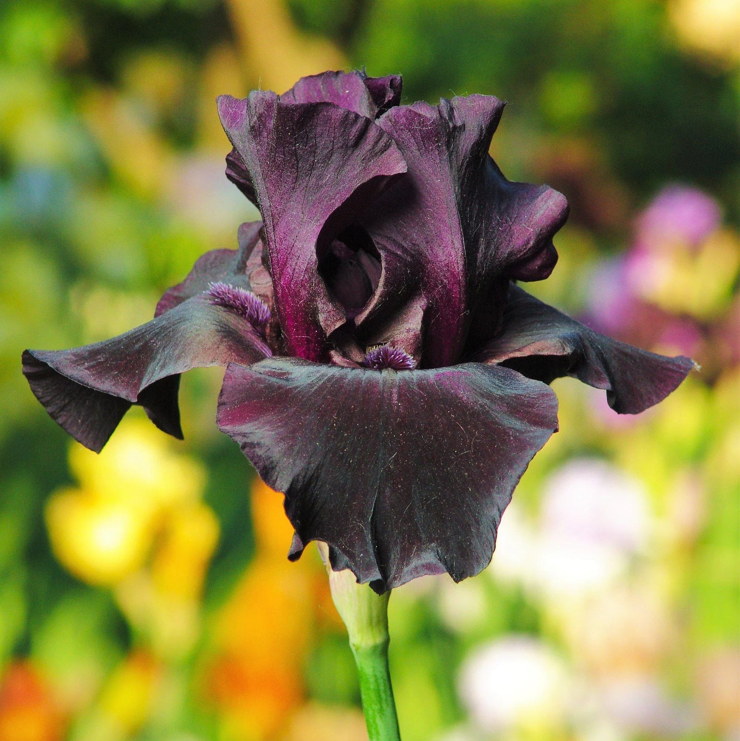 Re-Blooming Bearded Iris - Superstition