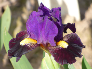 Beckoning Dwarf Iris