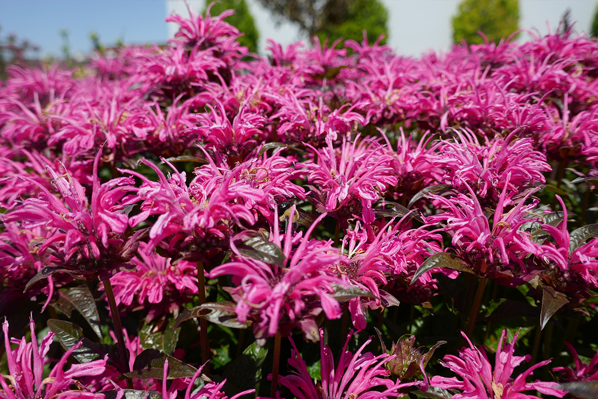 Monarda Upscale Lavender Taffeta Bee Balm