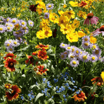 Mixed Oenothera Flower Seeds for Planting - 100 pcs for planting in your garden.
