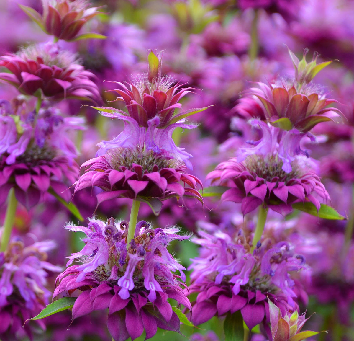 Close-up of Monarda Citriodora flowers, perfect for a pollinator garden
