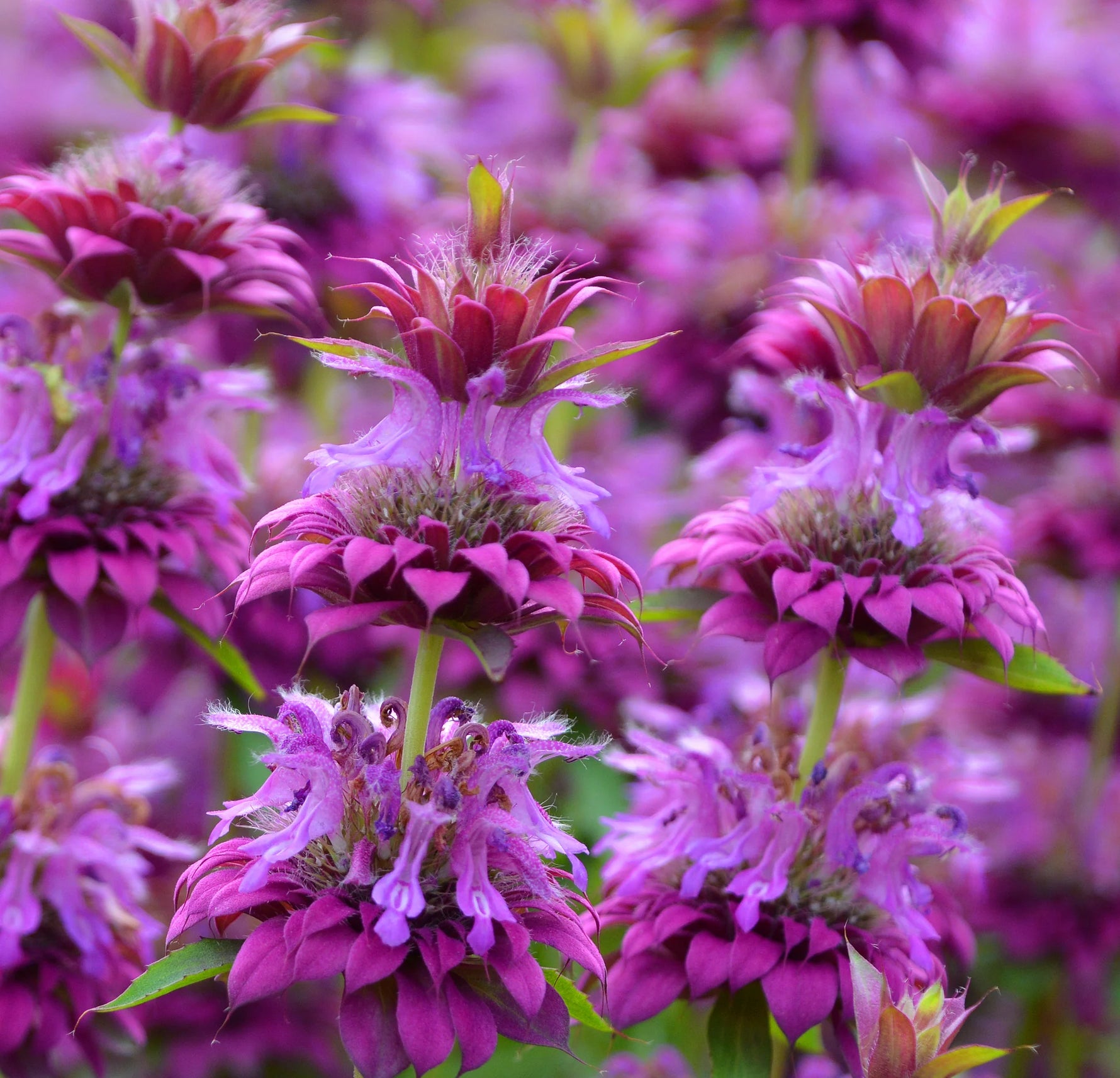 Close-up of Monarda Citriodora flowers, perfect for a pollinator garden
