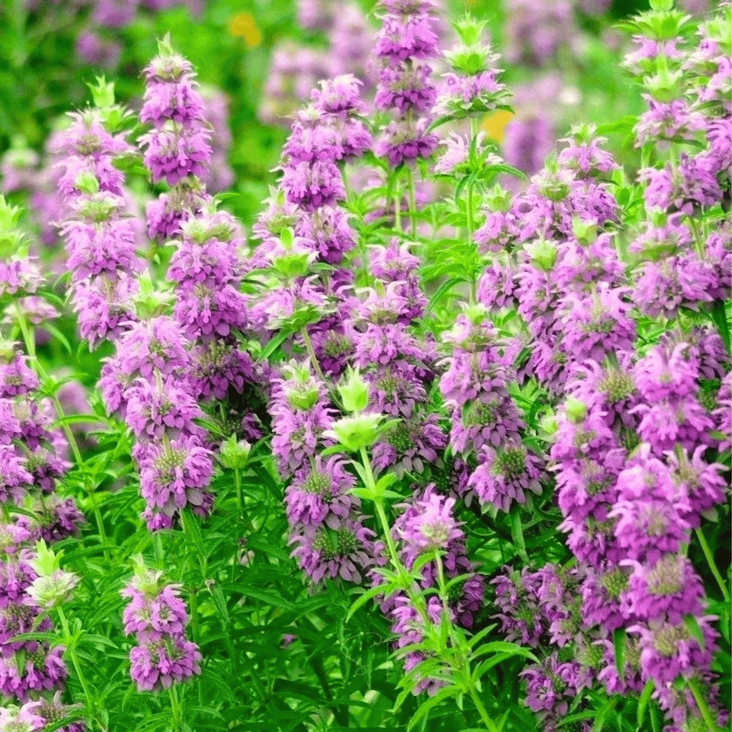 Butterfly feeding on Lemon Mint Bee Balm flower, pollinator garden essential