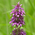 Full view of Bee Balm Monarda plant growing in a small indoor pot