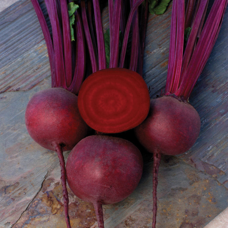 Beetroot Falcon Beta vulgaris vegetable seeds for planting in backyard gardening or kitchen garden