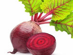 Beetroot Flat Globe Shaped Home Garden Beetroot For Sowing heirloom non-gmo organic garden seeds