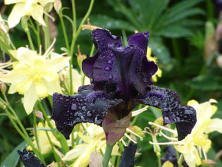 Before the Storm Tall Bearded Iris