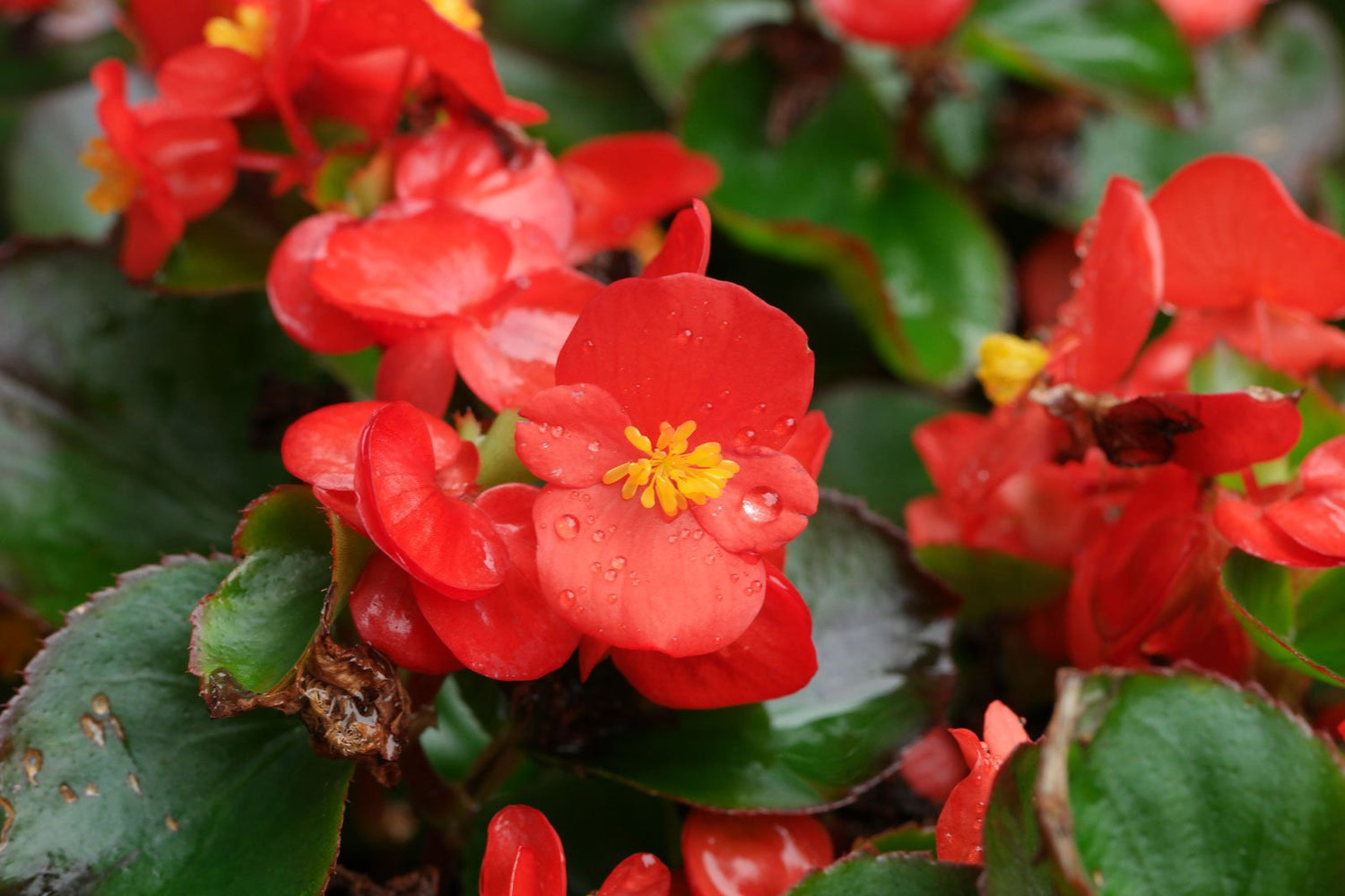 Begonia Begonia semperflorens flower seeds for planting in home garden beds or indoor containers
