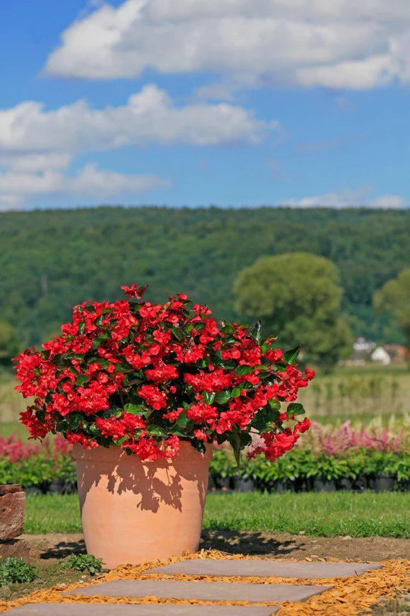 Red with Green Leaf Begonia Seeds