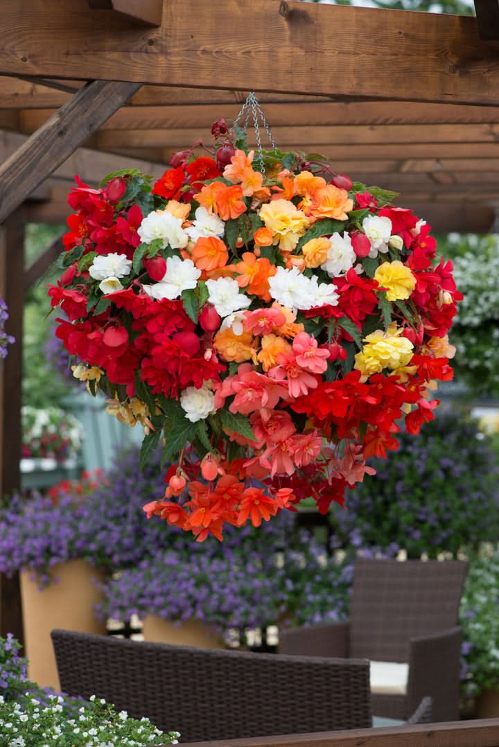 Begonia Semi-Trailing Seeds – Non-GMO Flower Seeds for Planting