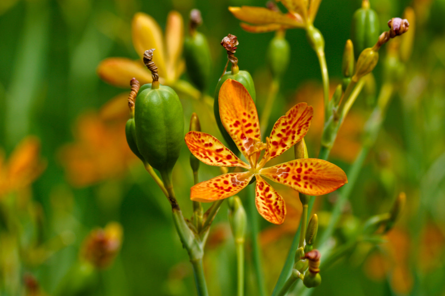 Leopard Flower