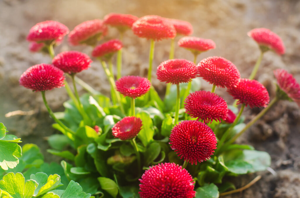 Red Bellis English Daisy Self-Seeding Flower Seeds, Compact, Rich Red Blooms for Borders